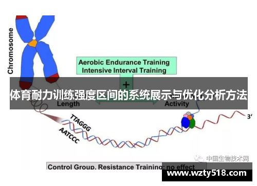 体育耐力训练强度区间的系统展示与优化分析方法